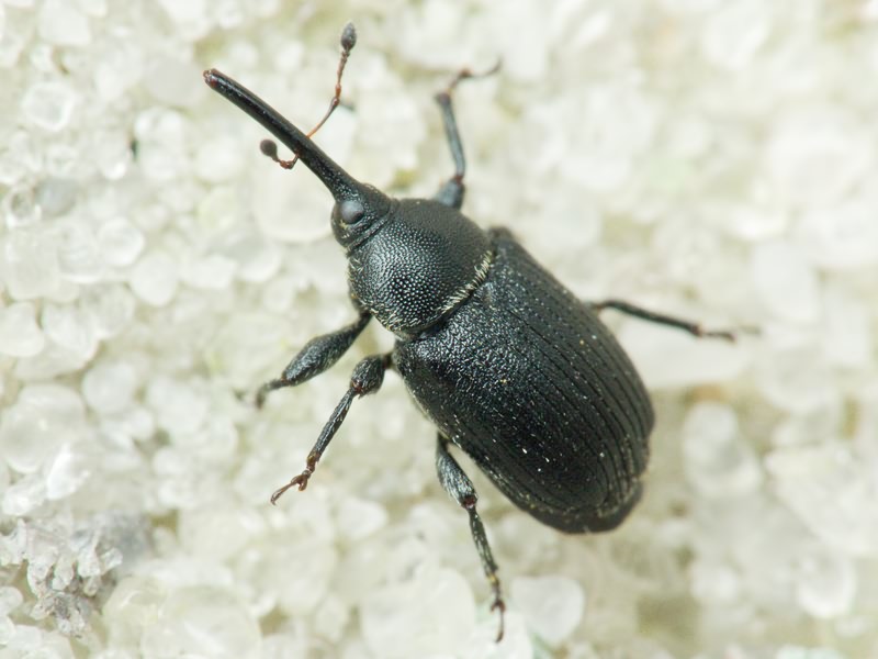 Rhinusa asellus (Gravenhorst, 1807)